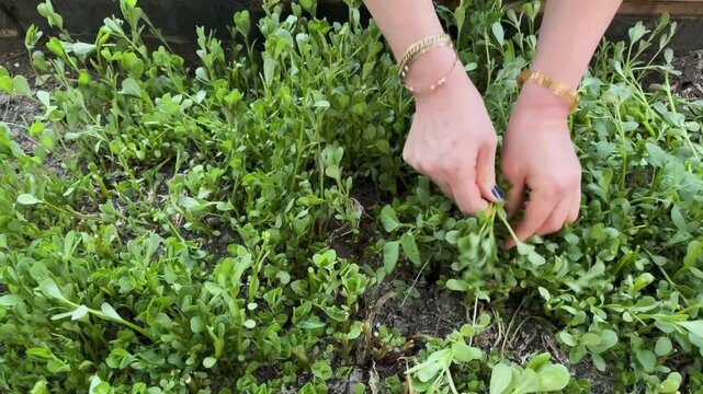 Woman's hands picking fresh purslane from the garden for salad, close-up.
