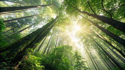 Naklejka premium Sunlit Canopy Natures Lush Embrace Beneath Towering Forest Giants