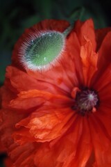 Poppy flowers show the beauty of nature with vibrant floral elegance. Poppy bud in raindrops. Vibrant natural background.