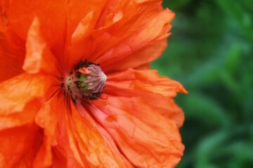 Poppy flowers show the beauty of nature with vibrant floral elegance. Poppy bud in raindrops. Vibrant natural background. Red poppy on the green background.