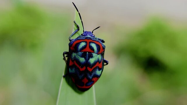 한국,곤충,큰광대노린재,노린재,Korea, Insects,Poecilocoris splendidulus,a stinkbug
