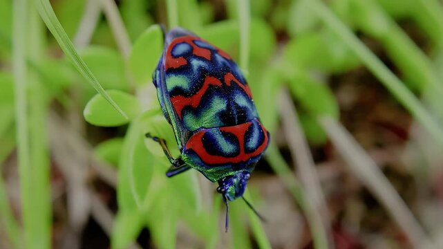 한국,곤충,큰광대노린재,노린재,Korea, Insects,Poecilocoris splendidulus,a stinkbug