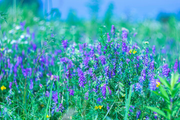 Summer nature background with bright wild flowers.