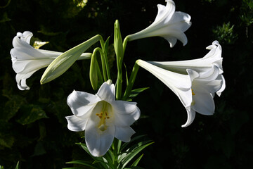 白いテッポウユリの花アップ画像