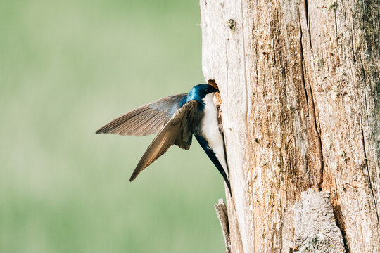 A male tree swallow looking into the cavity of a tree