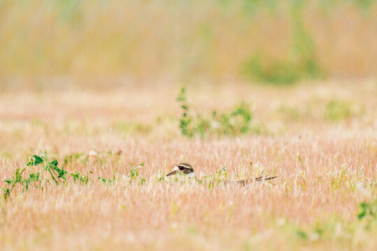 Full length view of a killdeer sitting on a nest in a field