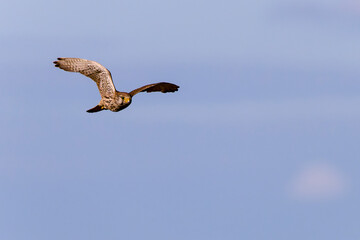 Turmfalke Weibchen bei der Jagd