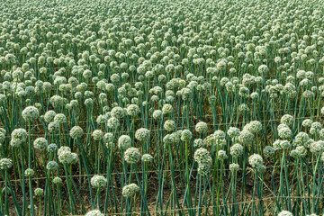 Fototapeta premium Beautiful green onion fields in Bangladesh, flowers blooming. Onion crops and natural background of Bangladeshi villages.