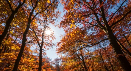 Autumn Forest Sunlight: Vibrant Red Orange Yellow Leaves