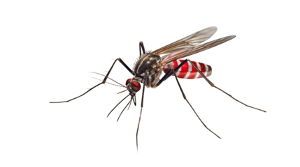 Striped Mosquito on Transparent Background
