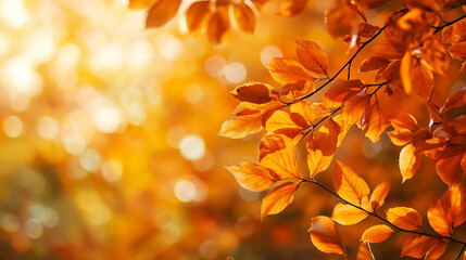 This picture shows a golden autumn leaf with sunlight filtering through, casting warm light and creating a peaceful and beautiful autumn atmosphere.