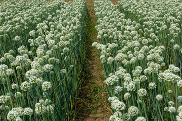 Beautiful green onion fields in Bangladesh, flowers blooming. Onion crops and natural background of Bangladeshi villages.