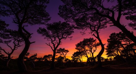 Silhouette Trees at Vibrant Sunset