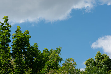 Obraz premium green trees against blue sky