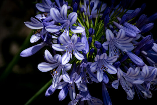 Lirio Africano o flor del amor