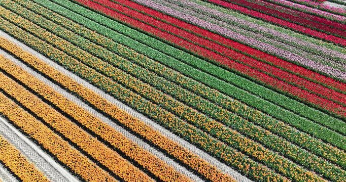 colored flower fields, rows of tulips, spring time, dutch culture, iconic scene. Aerial view.