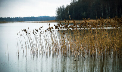 A tranquil lakeside view featuring tall grasses swaying gently in the breeze during early morning...