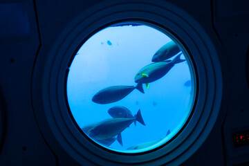  Small School Reef Fish