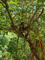 030625-050-Dusky leaf monkey at Phraya Nakhon Cave Prachuap Khiri Khan