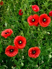 Landscape photo from above of a meadow with big bright red poppies on a blurred green background