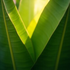 Close-up of Tropical Leaves with Sunlight Creating a Natural Green Background