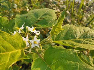 Devil's Fig flowers (Solanum torvum) in outdoor garden	