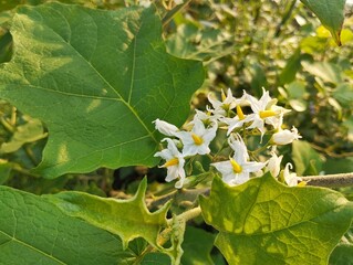 Devil's Fig flowers (Solanum torvum) in outdoor garden	
