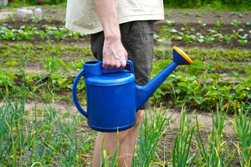 Hands of a young farmer pour water from a blue watering can on green onions grown in the garden during drought