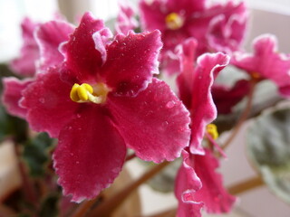 A red African violet (Saintpaulia) with water droplets on its velvety petals.