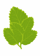Fresh Mint Leaves Illustration Organic Health and Herbal Design Element