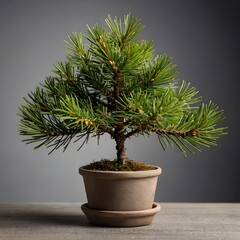 Small potted bonsai tree for decoration