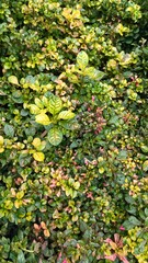 Vibrant ground cover with a mix of lush green, yellow, and pink leaves, creating a natural, colorful texture ideal for backgrounds and eco-themed designs