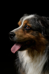 Portrait of Australian Shepherd dog in black background