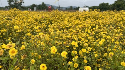 chrysanthemum flowers field full bloom. Nature background. Selective focus.