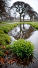 Obraz premium Dewkissed grass tuft by mirrored creek