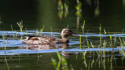 Canard colvert femelle à la surface d'un étang dans La Dombes en France au printemps © michel