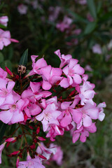 A vibrant bunch of oleander flowers photographed in detail with out-of-focus greenery. Ideal for...