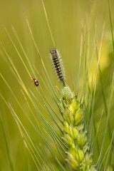 A tussock moth caterpillar sits on a head of wheat growing in a field. A harmful caterpillar insect of wheat