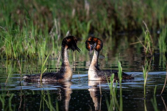 Couple de gr&egrave;be hupp&eacute;e &agrave; la surface d'un &eacute;tant dans la dombes en france au printemps