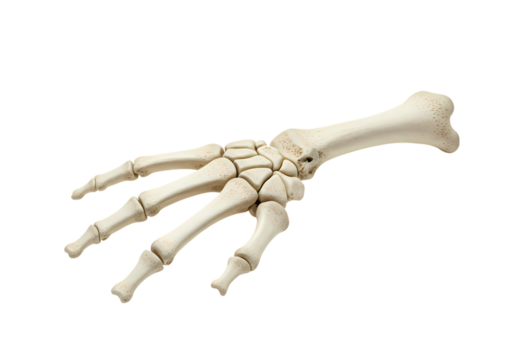 Anatomical Study Human Hand and Forearm Bones isolated on transparent baackground