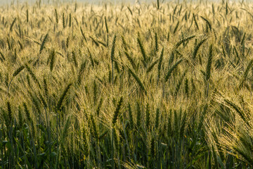 Abstract Wheat Crops summer or spring background and Selective Focus. Wheat crops Background in Golden hour