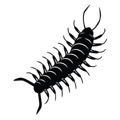 vector illustration of a black and white spider