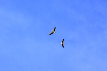 storks flying in the air near El Higueron, Cordoba, Andalucia, Spain