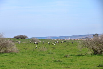 Obraz premium a large group of storks resting near El Higueron, Cordoba, Andalucia in Spain