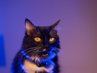 A captivating close-up of a tuxedo cat, its striking yellow eyes gleaming under a vibrant purple hue