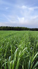 green field and blue sky, rural agricultural landscape. beautiful green meadow. Vertical