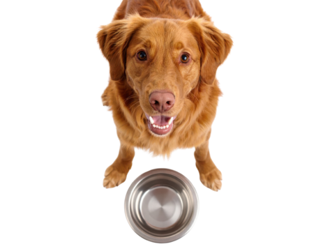 A happy brown dog looks up expectantly while standing in front of a metal food bowl.