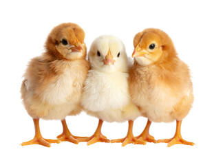 Fototapeta premium Three fluffy chicks standing close together.