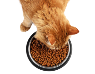 A ginger cat is eating dry food from a bowl.