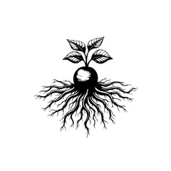 Stylized image of a sprouting seed with leaves and roots in black and white